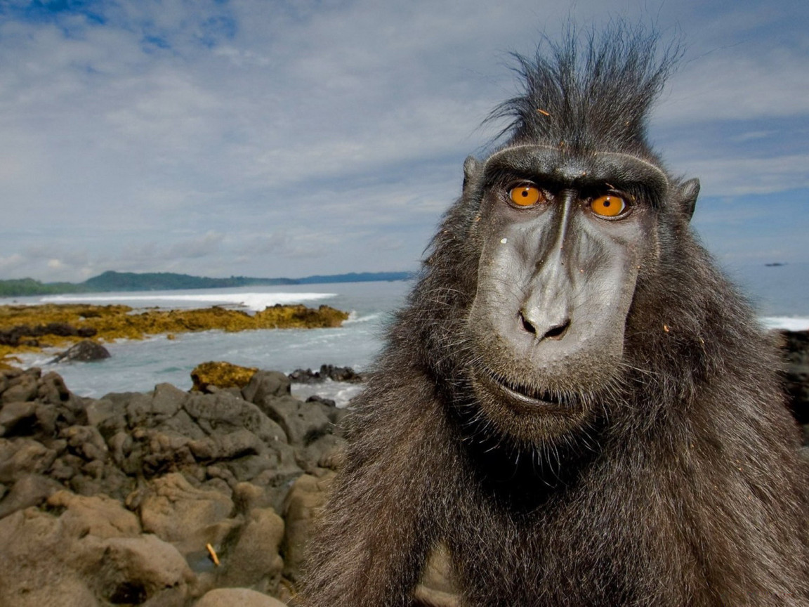Обезьяна на побережье