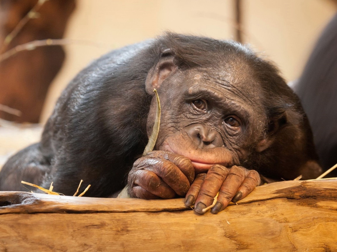 Грустная обезьяна