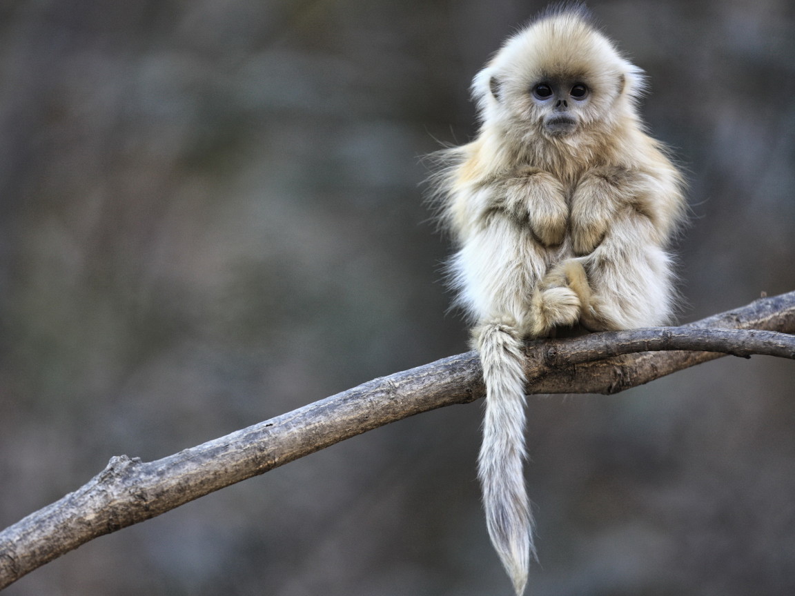 Маленькая обезьянка