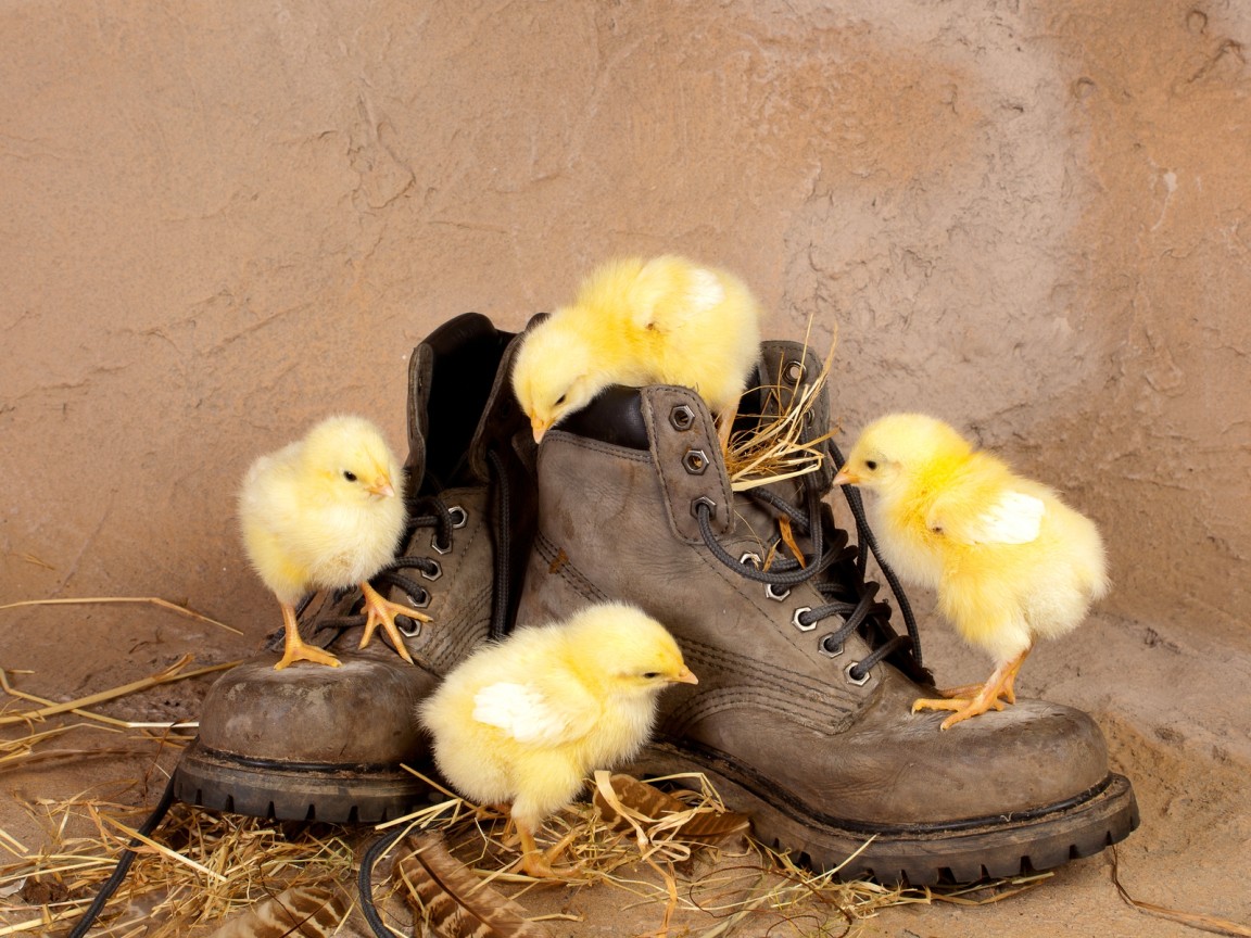 Цыплята в ботинках