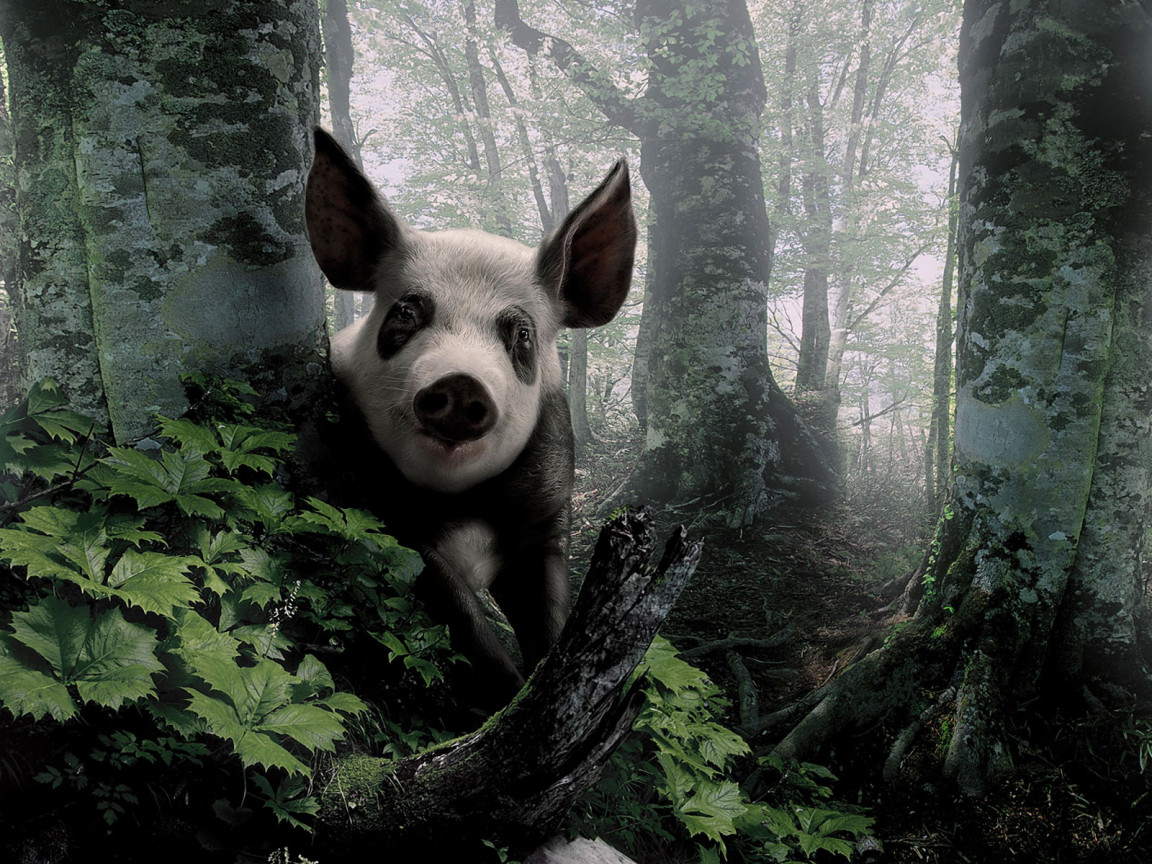 Pig in the woods
