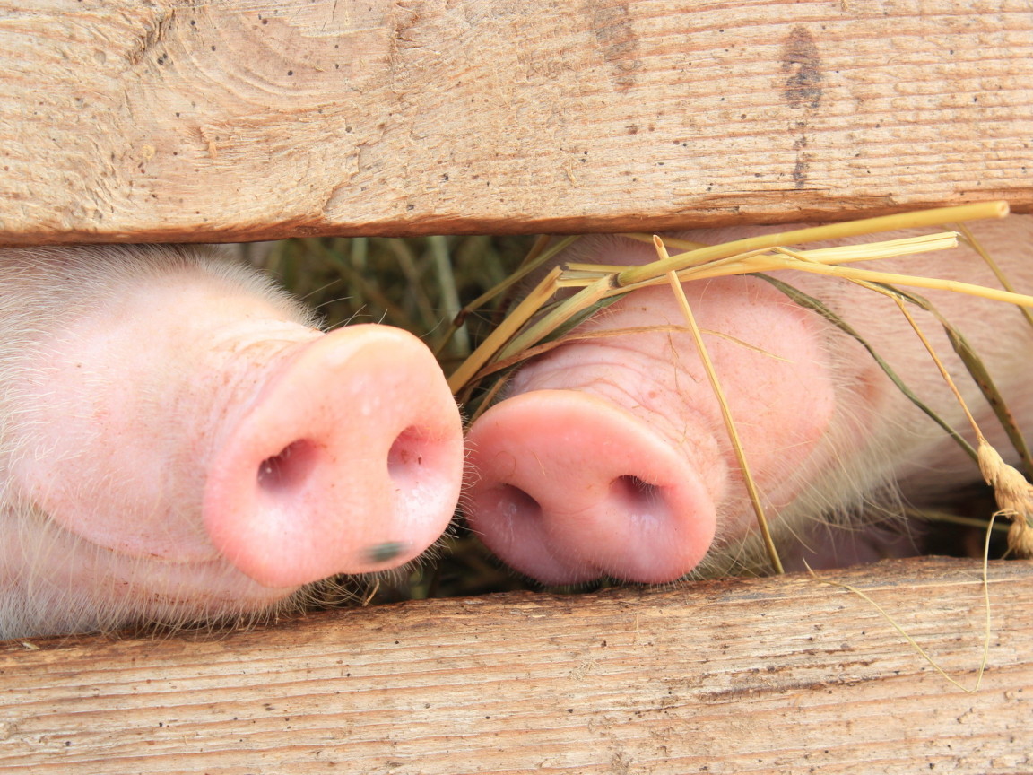 Поросячьи пяточки