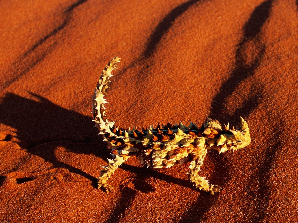 Колючая ящерица