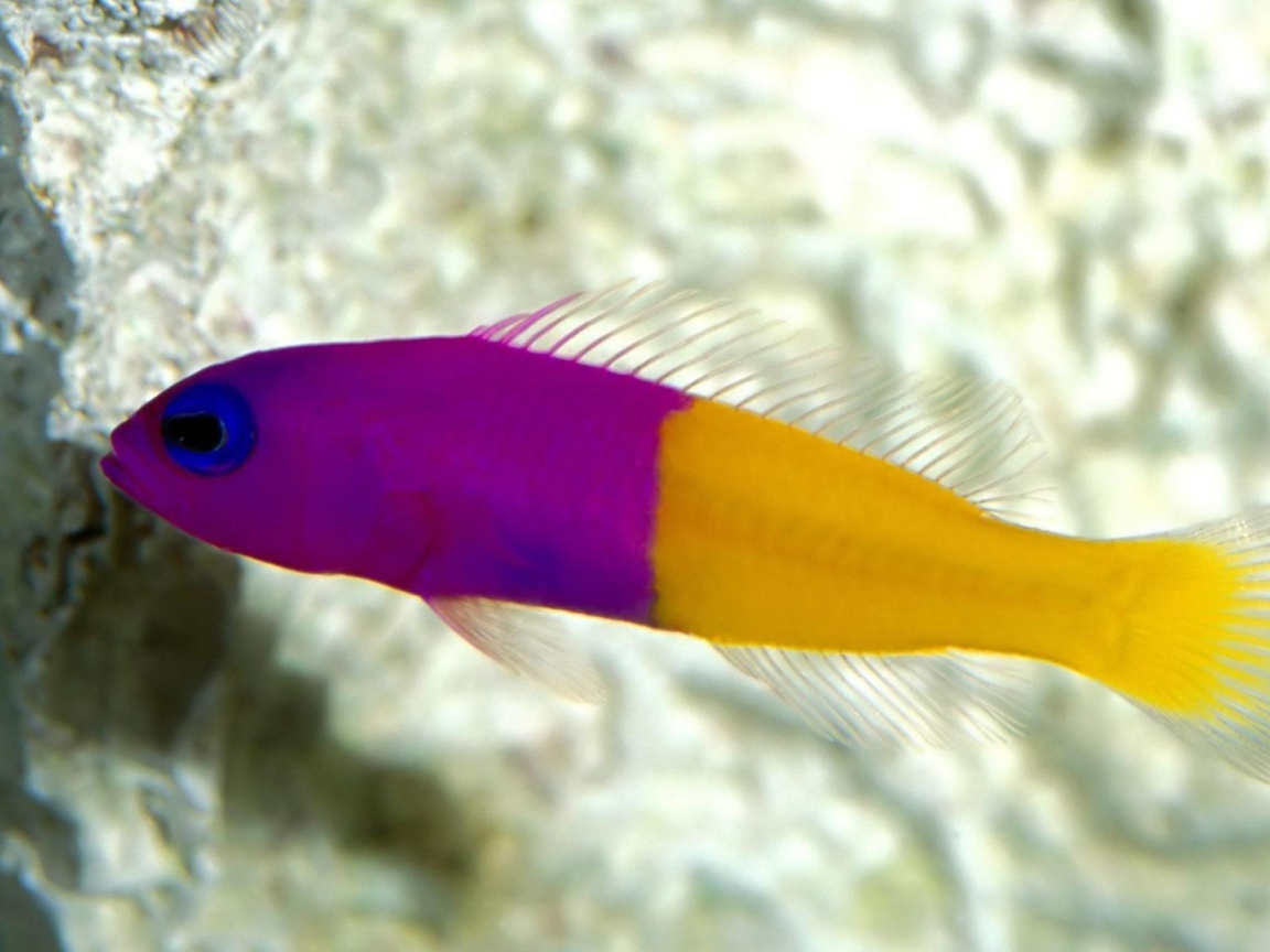 Радужная рыбка