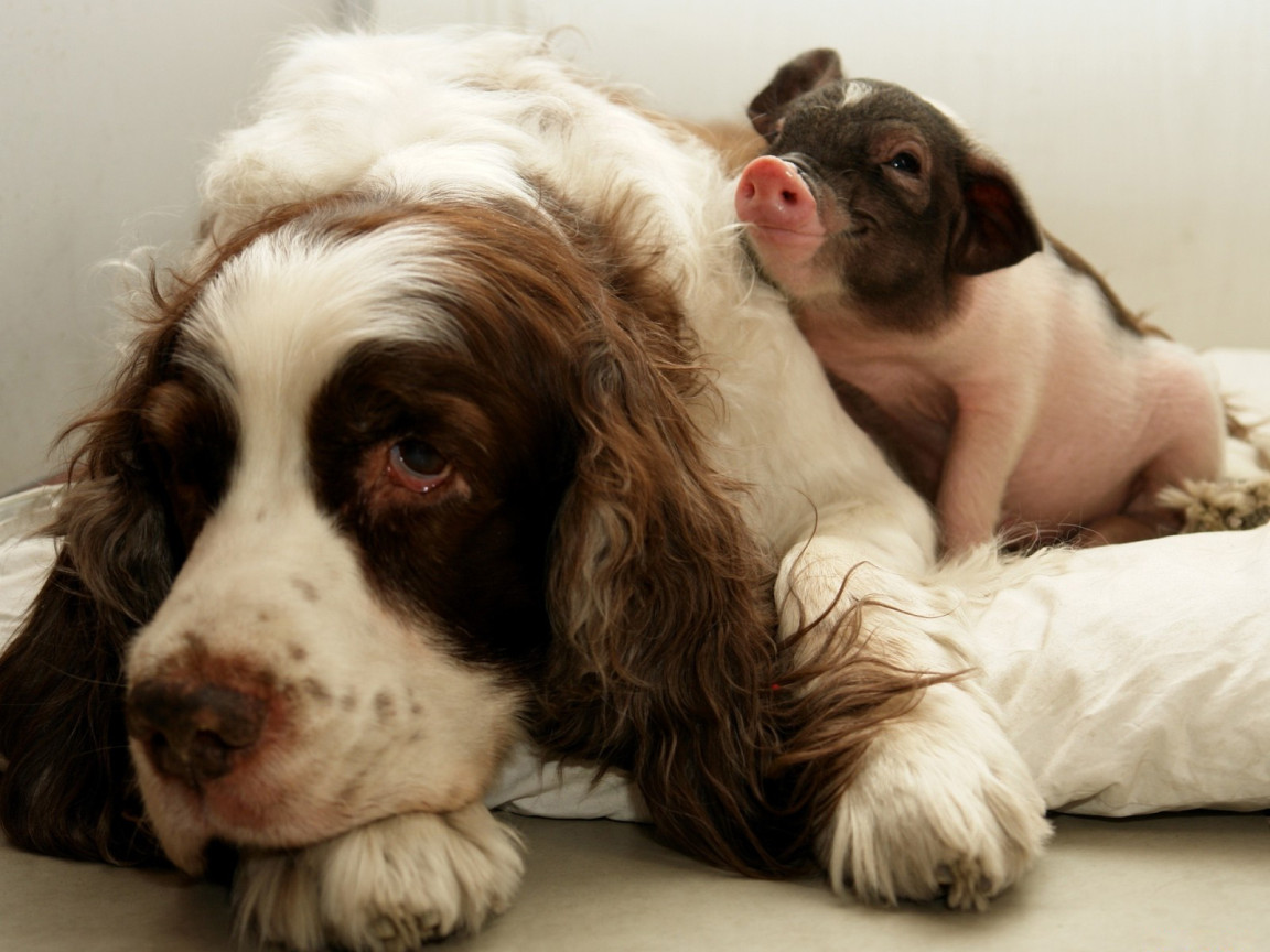Dog and Pig