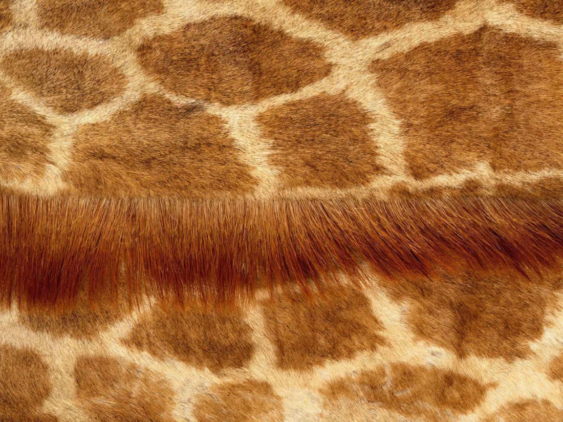 Кожа жирафа