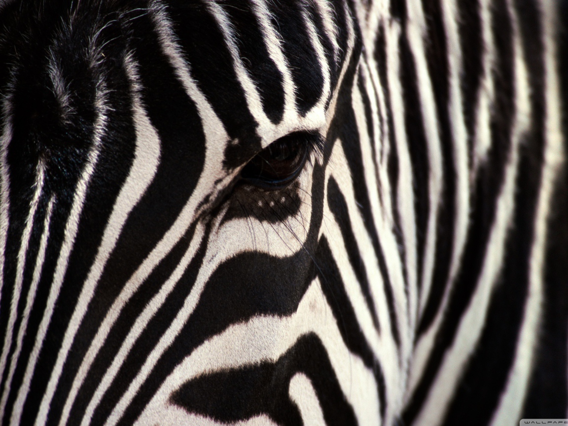 Взгляд зебры