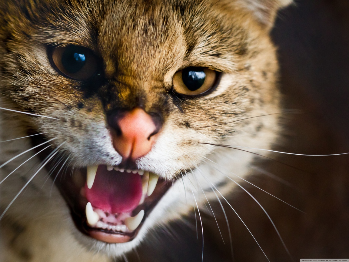 Пасть дикой кошки