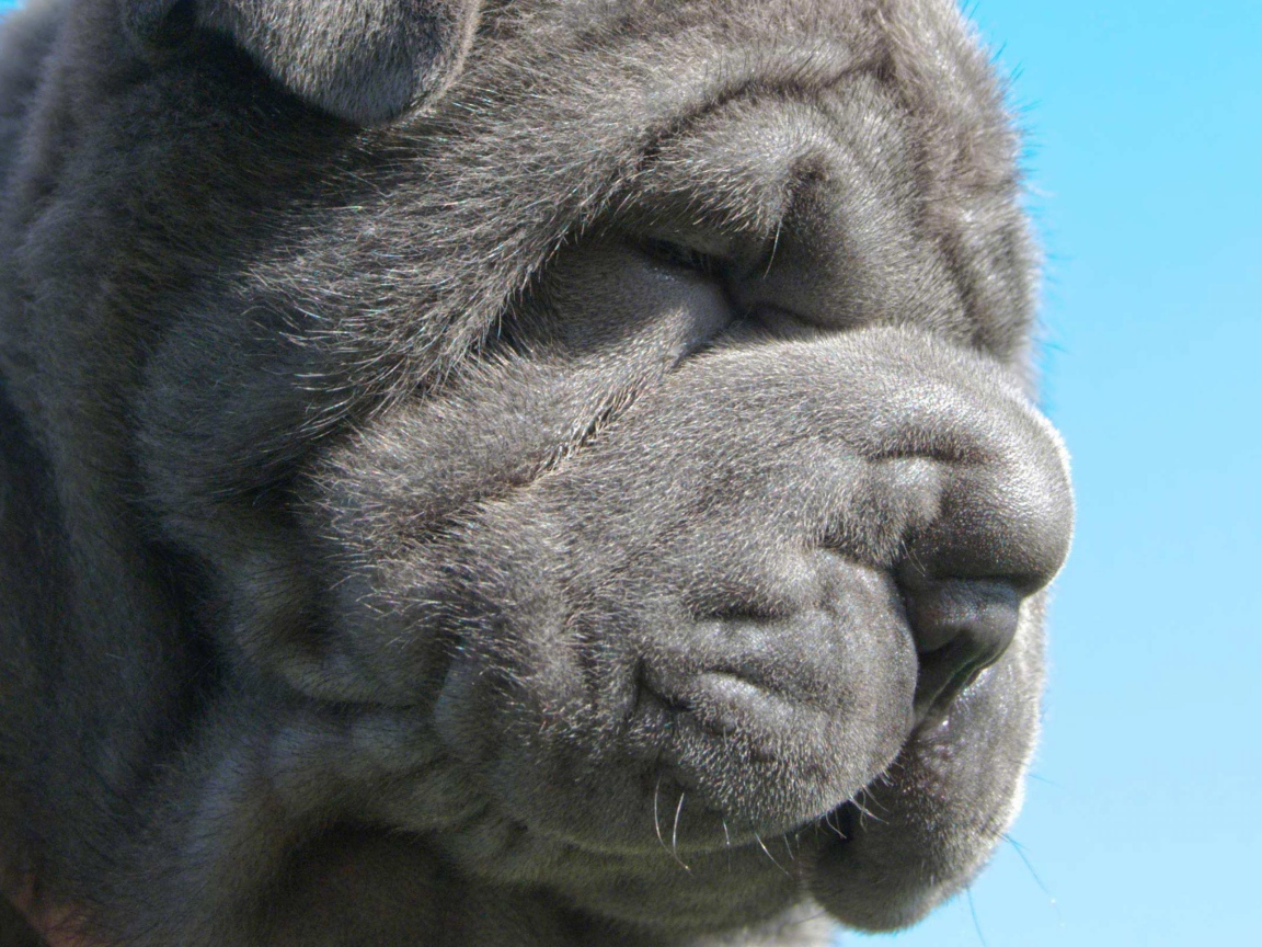 Неаполитанский мастиф