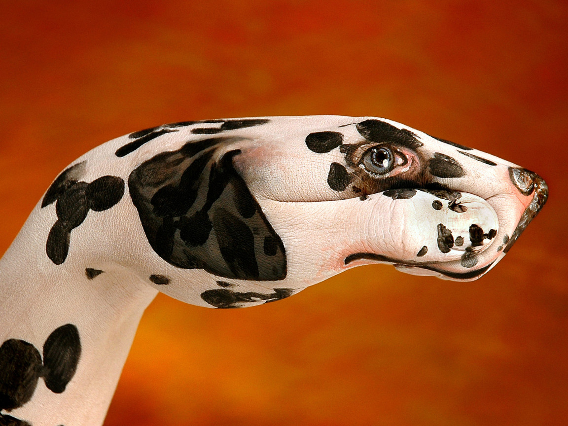 Далматинец