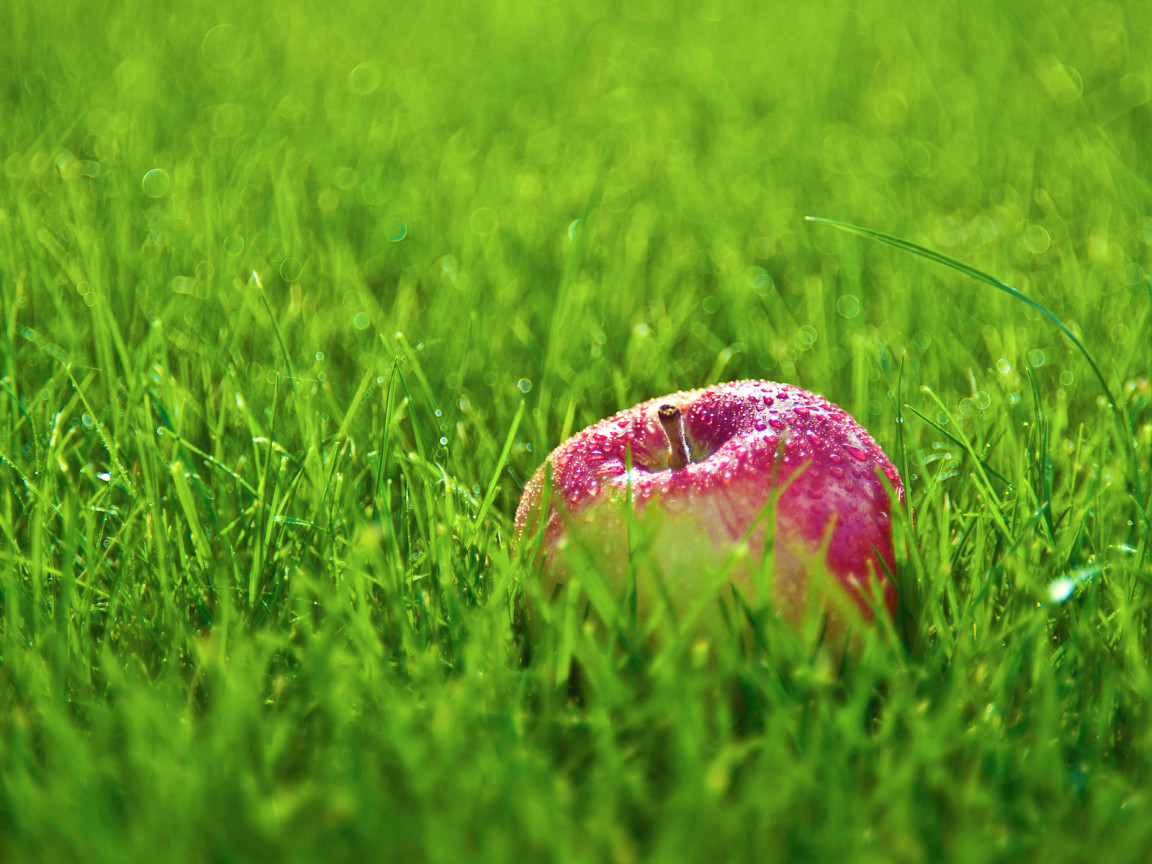 Яблоко в траве