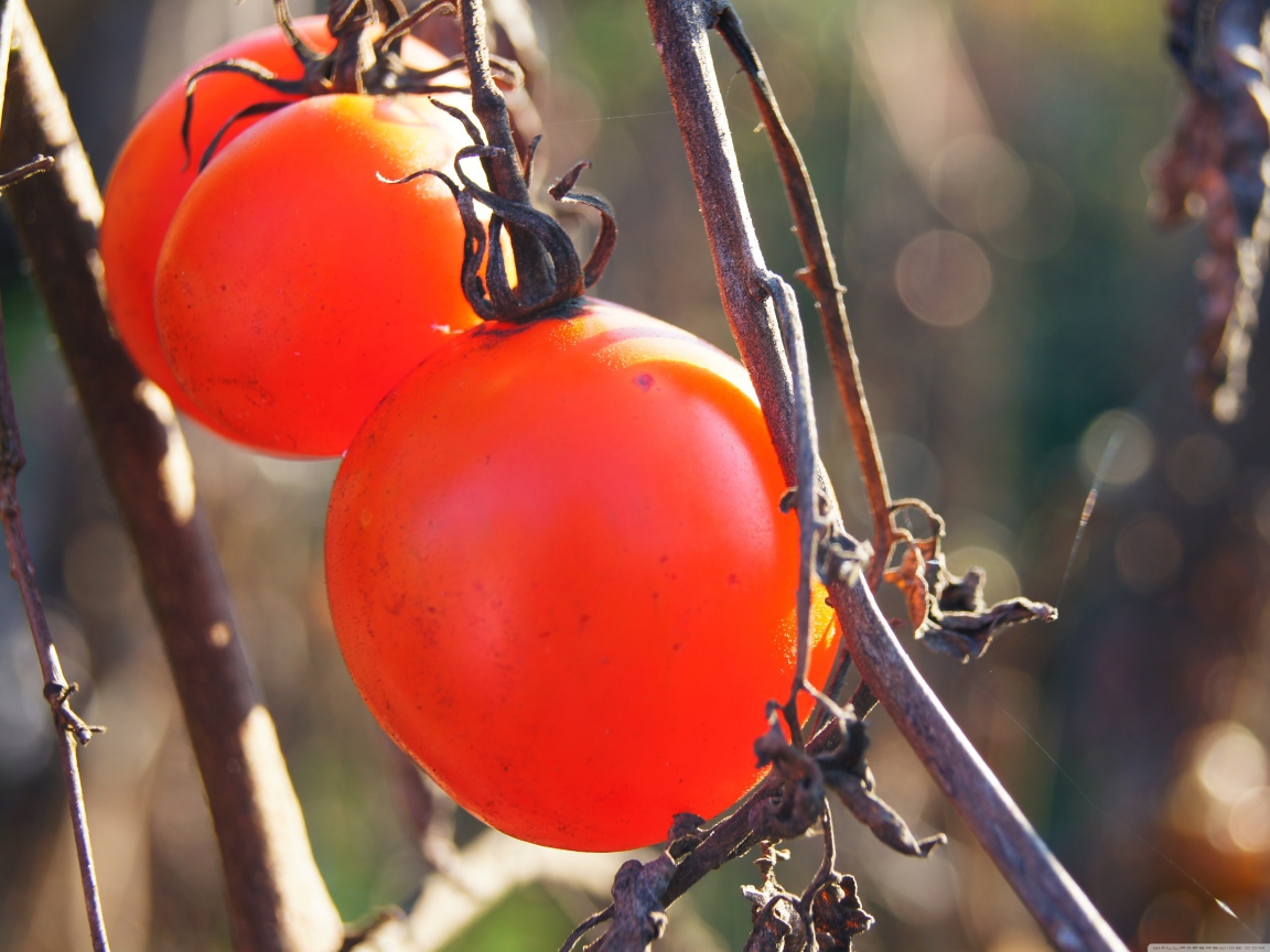 Куст с помидорами