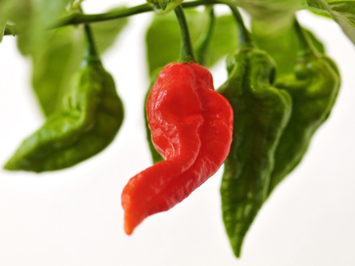 Красный перчик