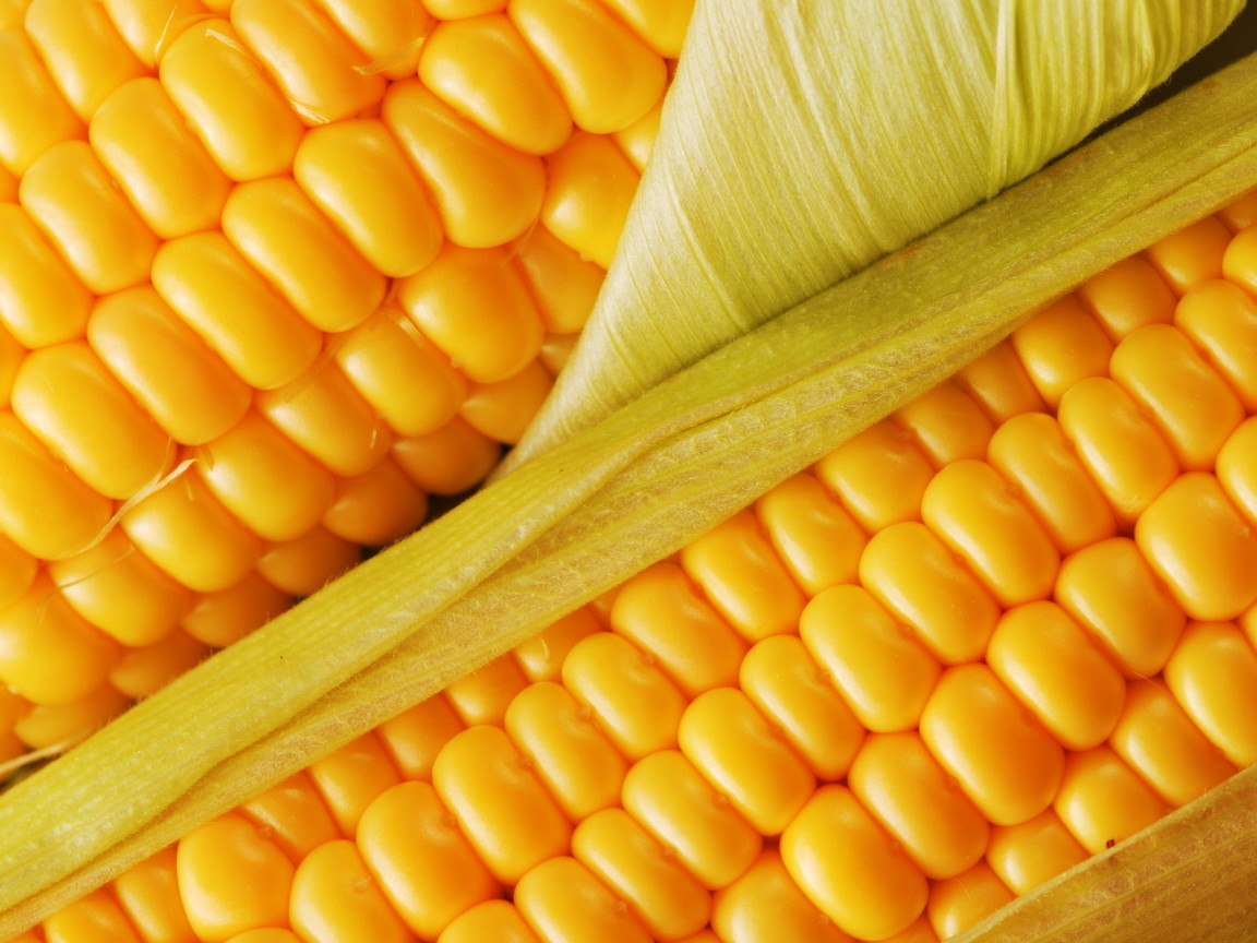 Сочная кукуруза