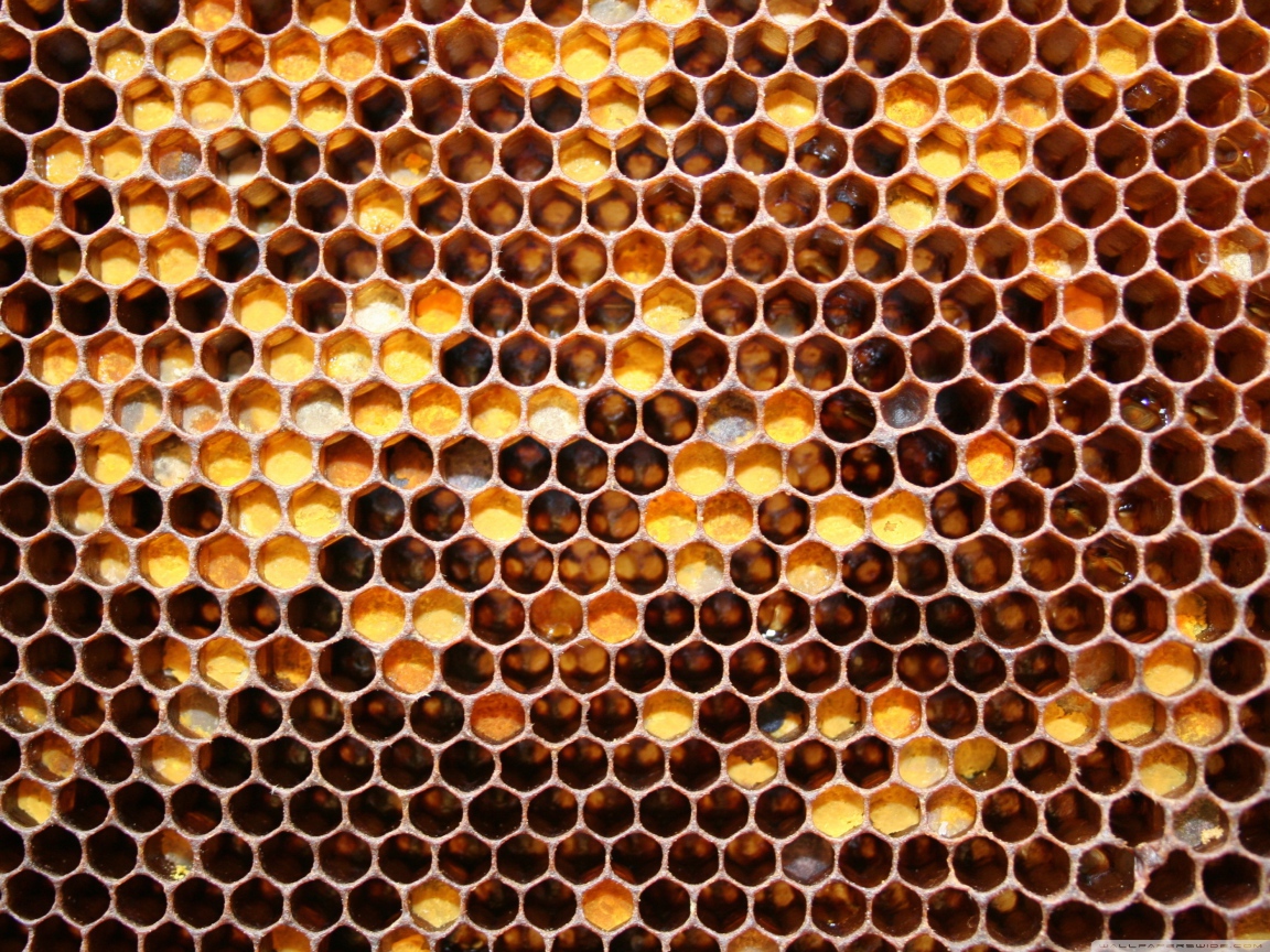 Медовые соты