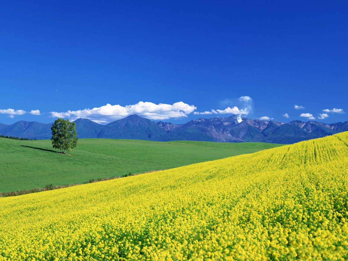 Цветочный пейзаж