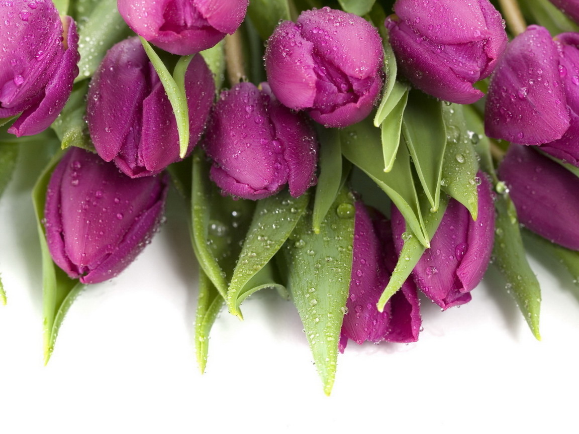 Букет тюльпанов