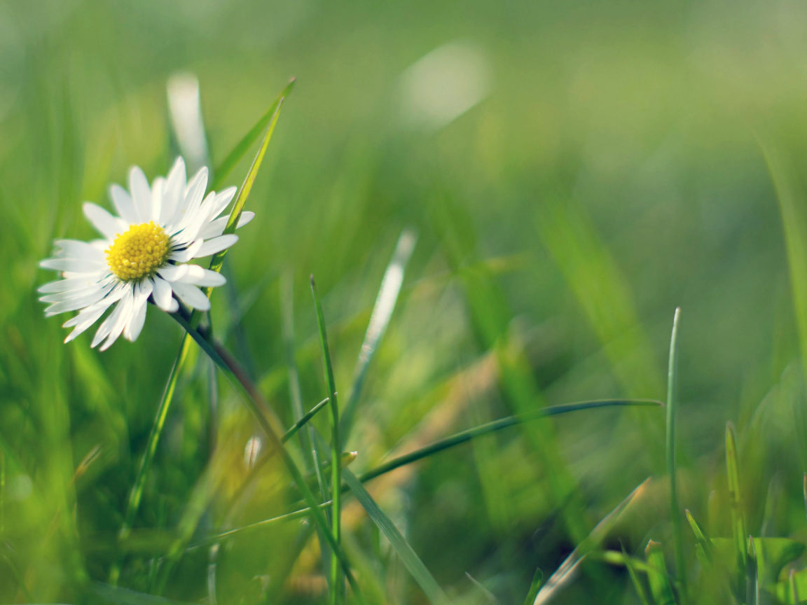 Ромашка в зелени