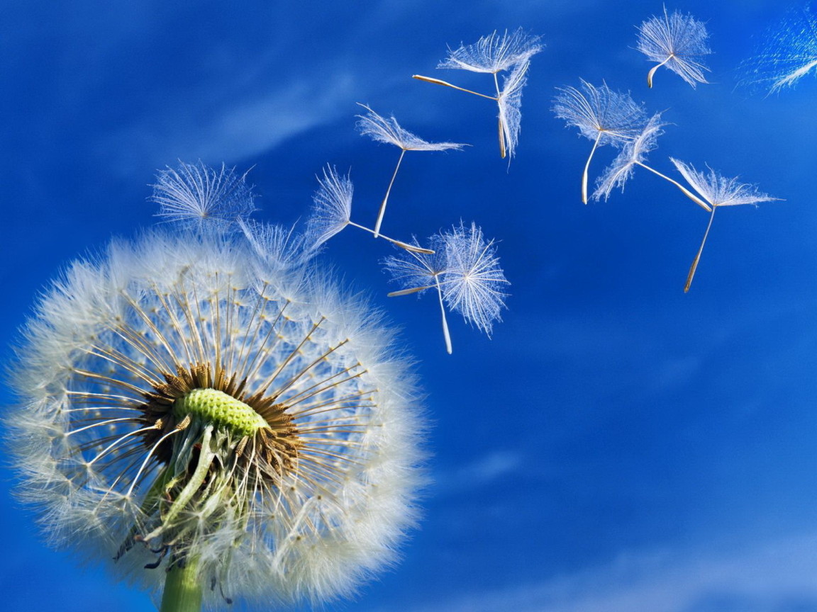 Пушистый одуванчик