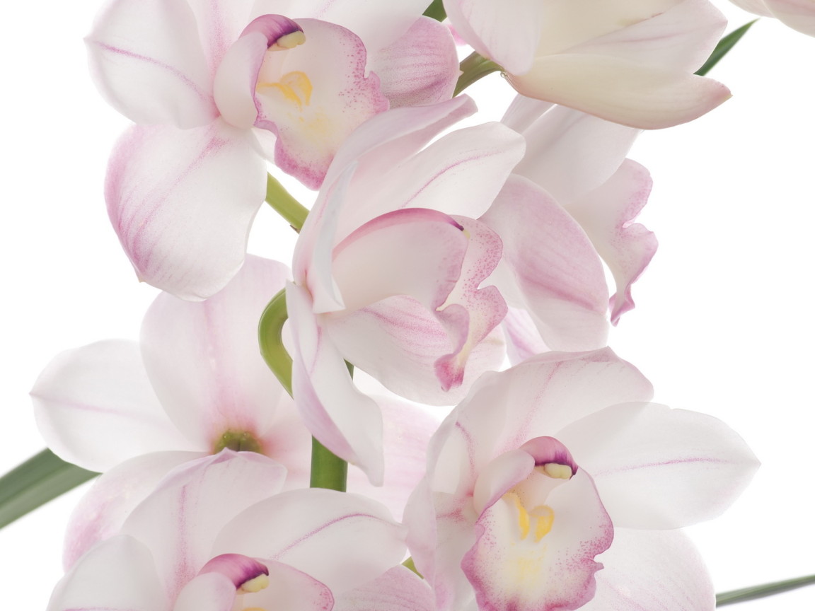 Розовая орхидея