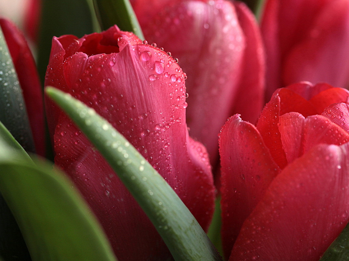 Красные тюльпаны