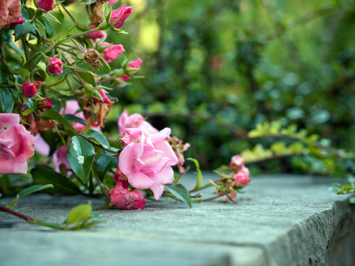 Розовый куст