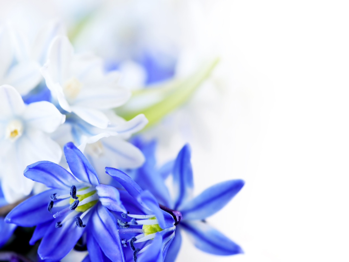 Голубые цветы