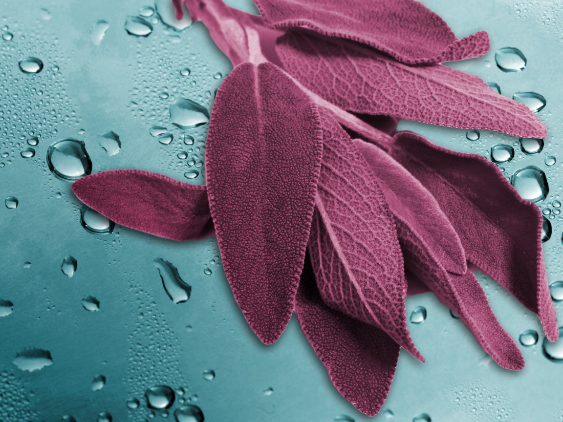 Листья на мокром стекле