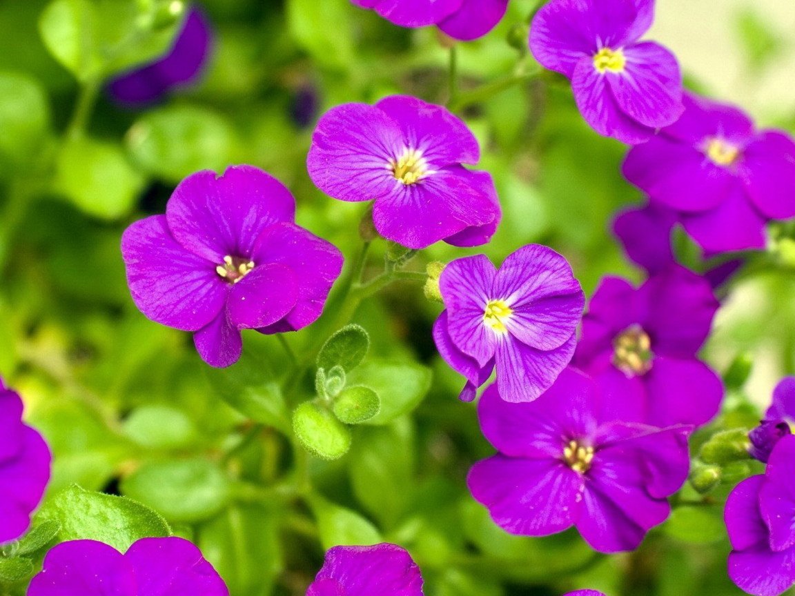 Яркие соцветия