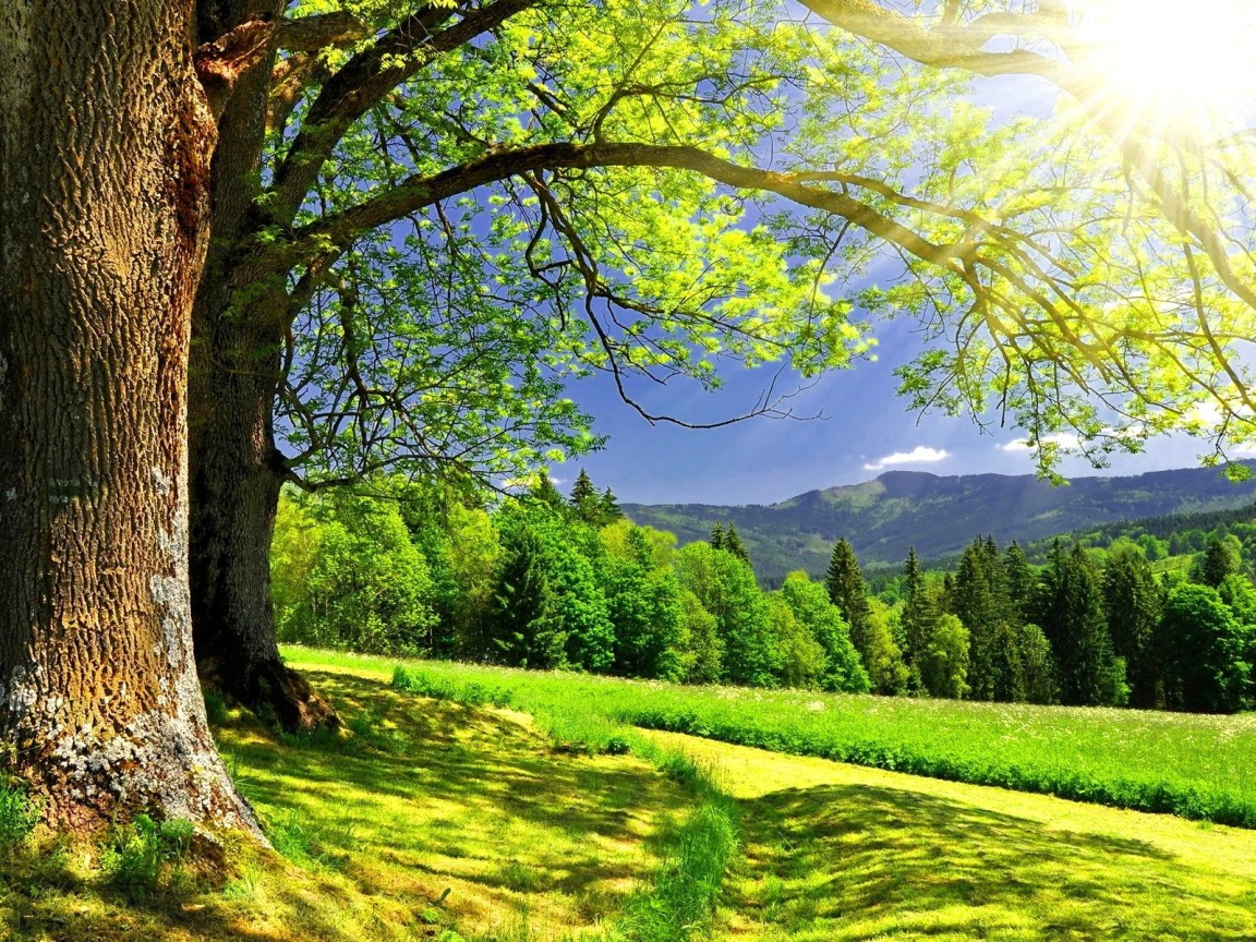 Солнце светит