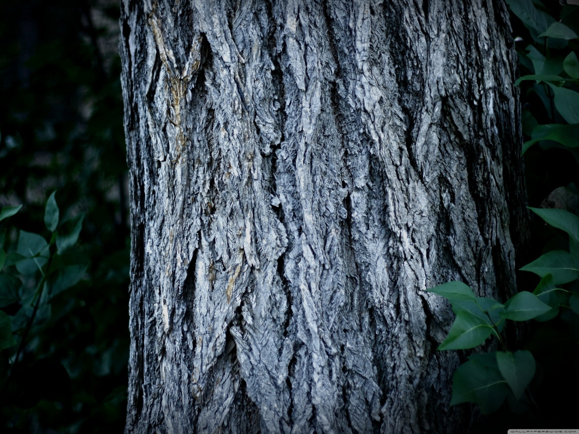 Ствол дерева