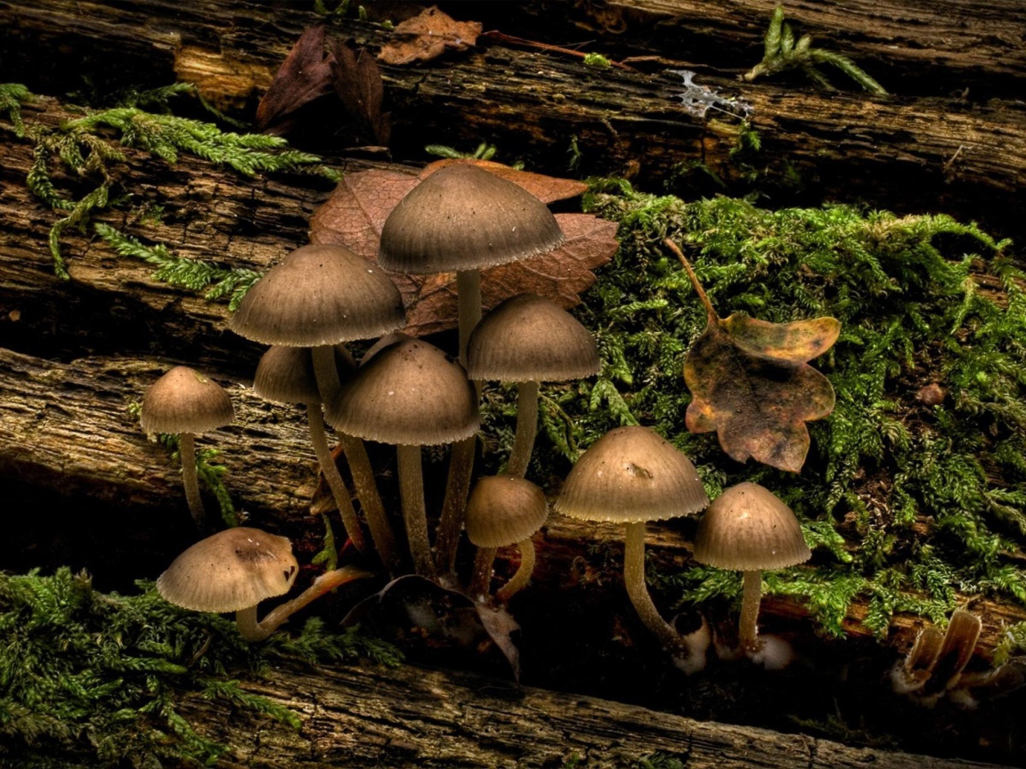 Гриб на дереве