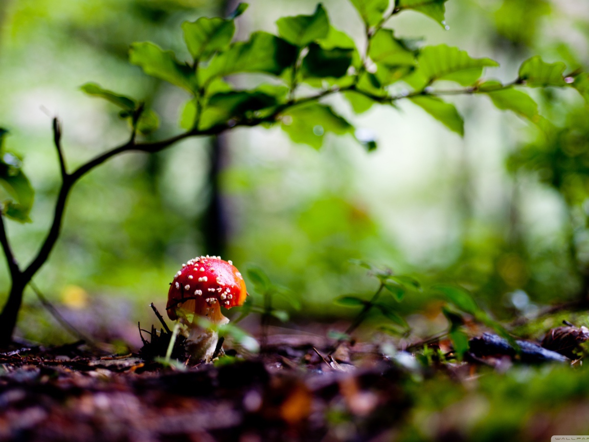 Красный грибочек