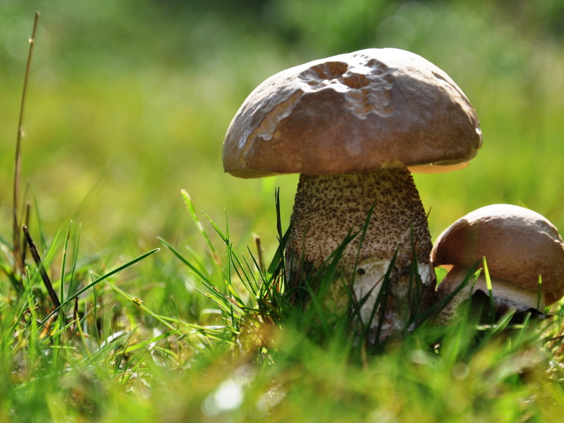 Два подберезовика