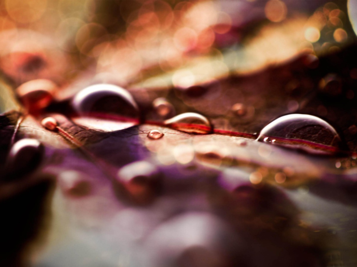 Капли на листке