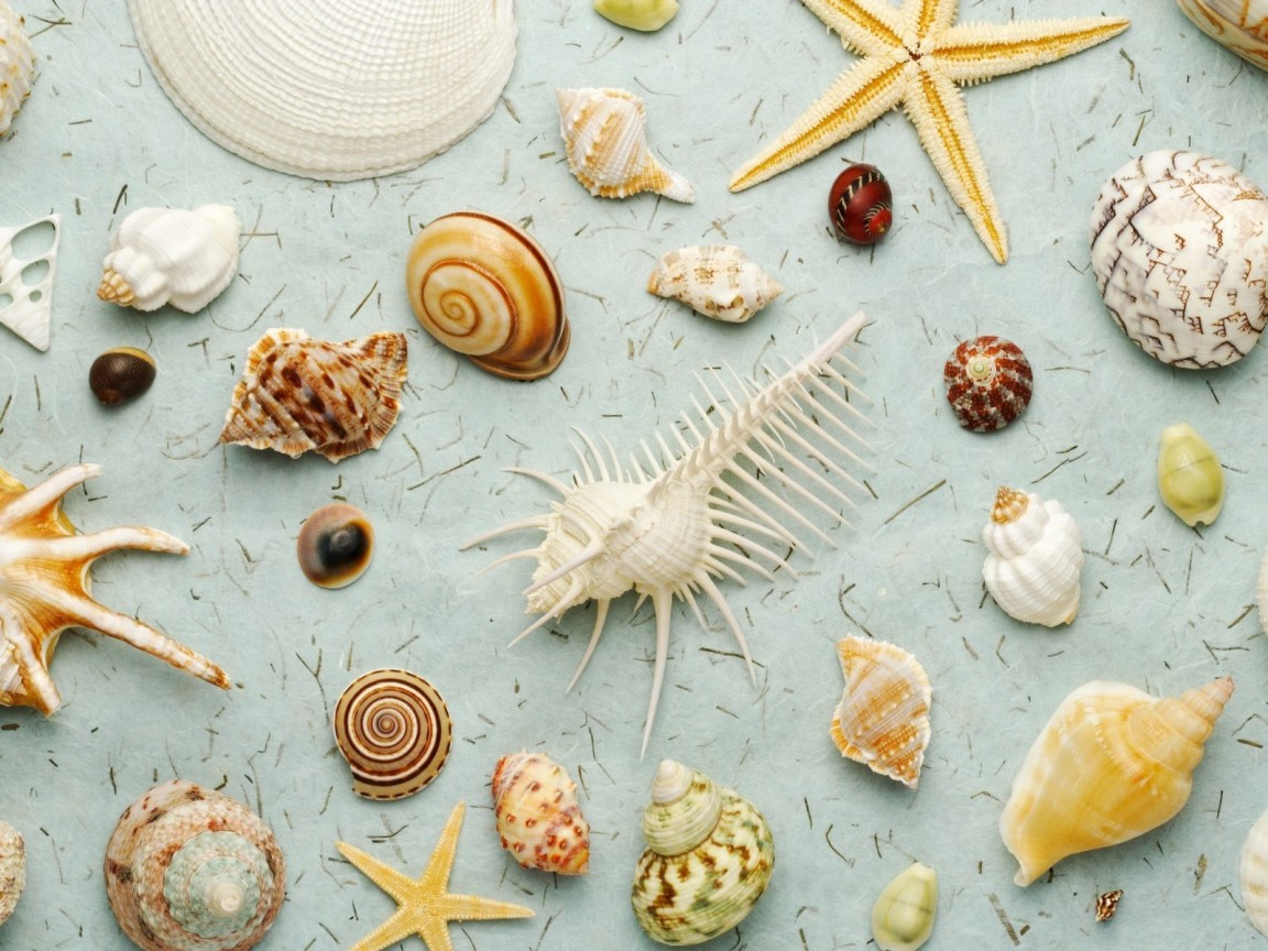 Много ракушек