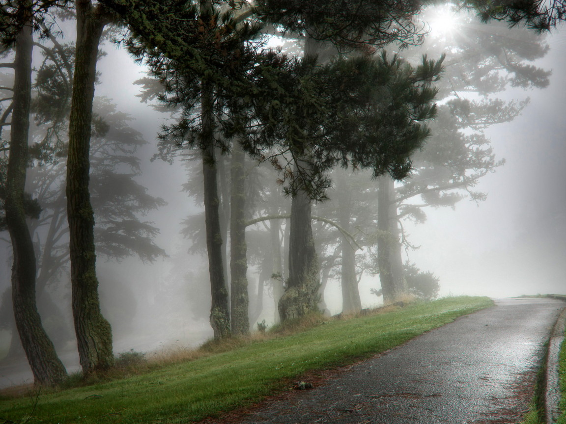 Парк в тумане