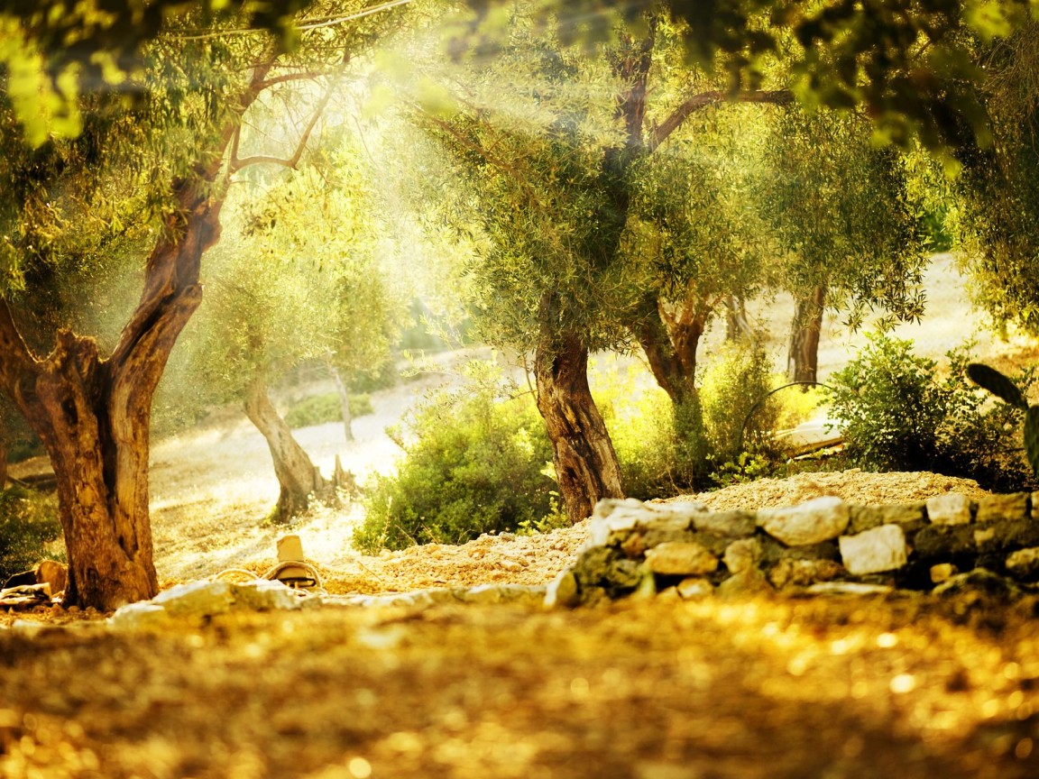 Летний парк