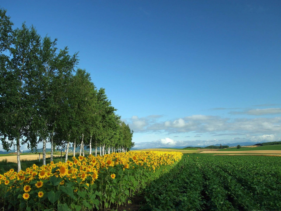 Поле подсолнухов