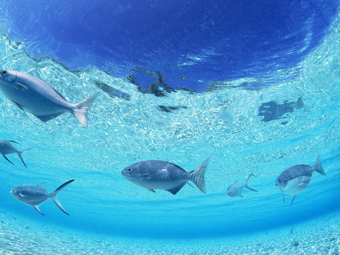 Морское дно