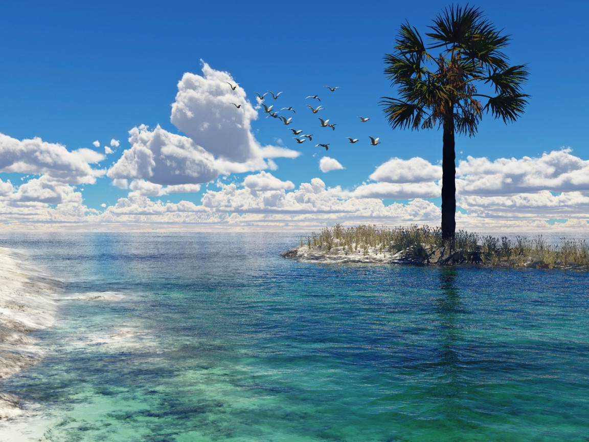 Чайки над морем