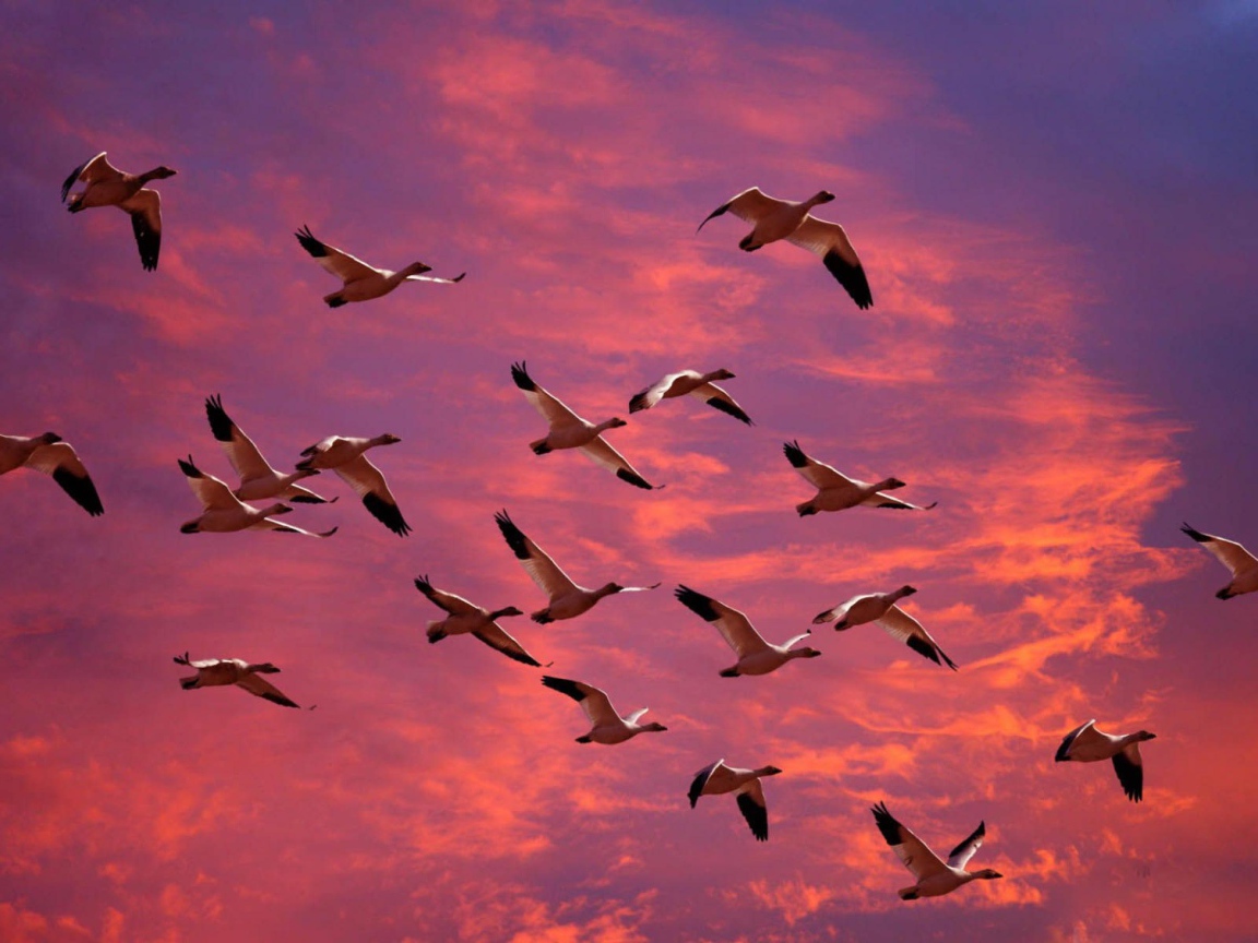 Птицы летят в теплые края