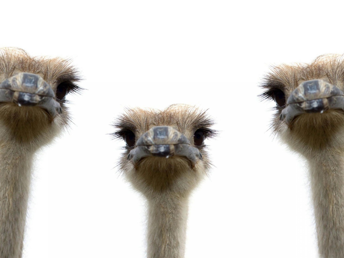Три страуса