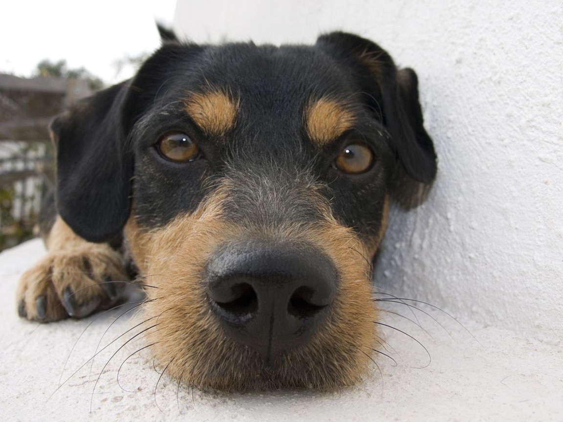 Веселая собачка