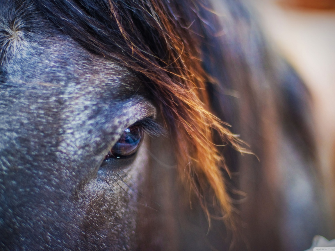 Лошадиный взгляд