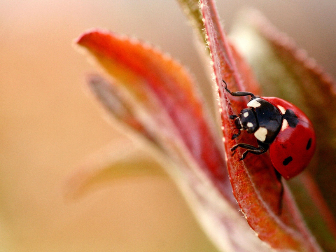 Божья коровка на листочке
