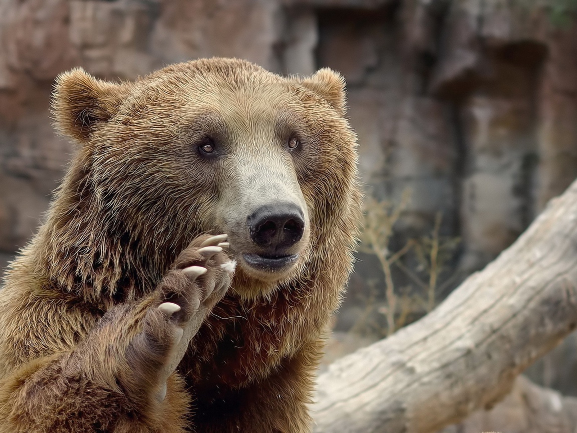 Медведь машет лапой