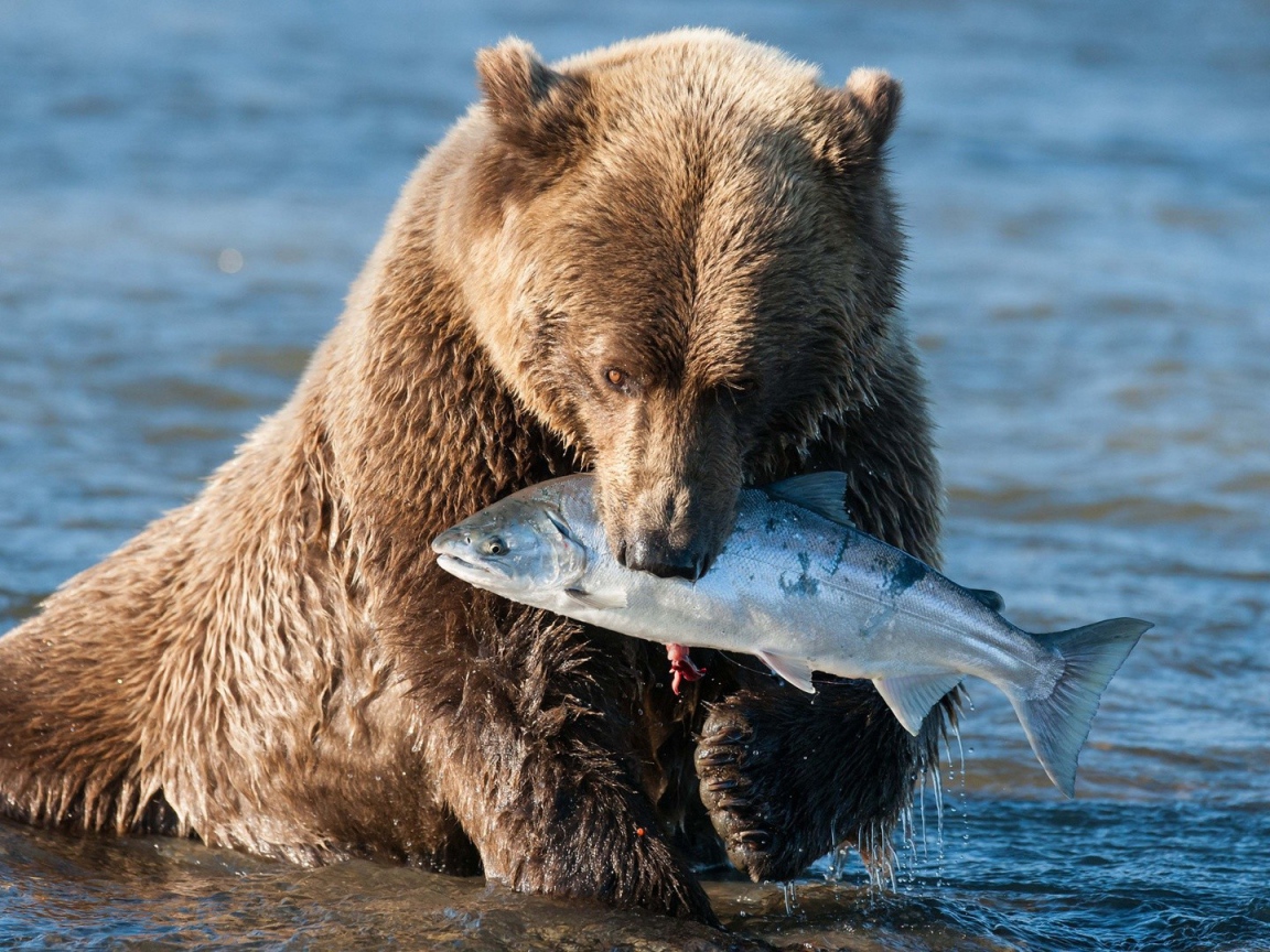 Рыба на завтрак