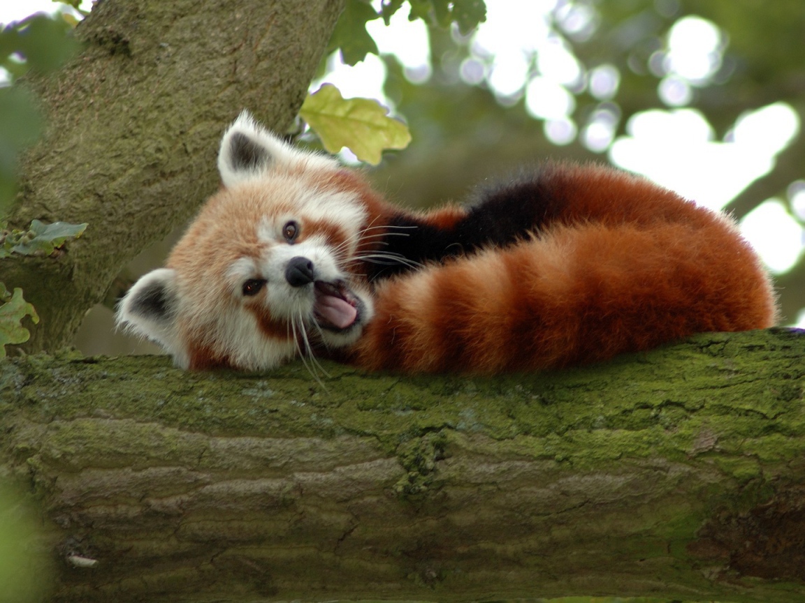 Животное бамбо