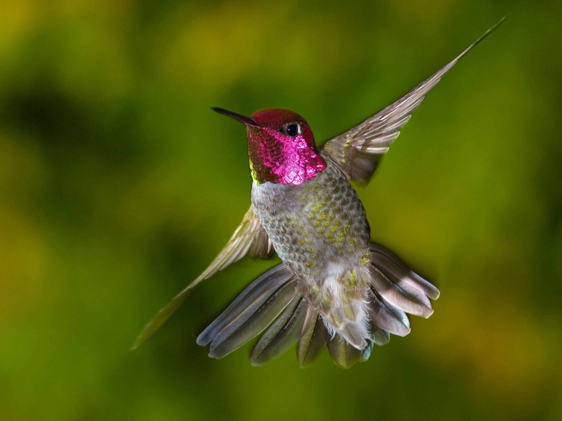 Птица Колибри с красной головой